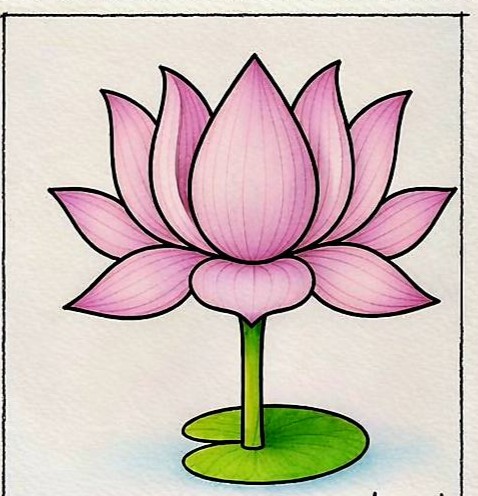 Lotus Drawing