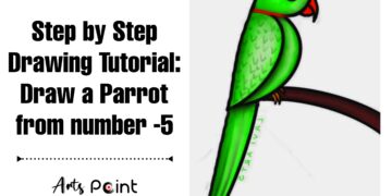 How to Draw a Parrot Step by step