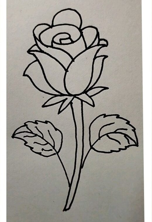 Rose Drawing-1-5