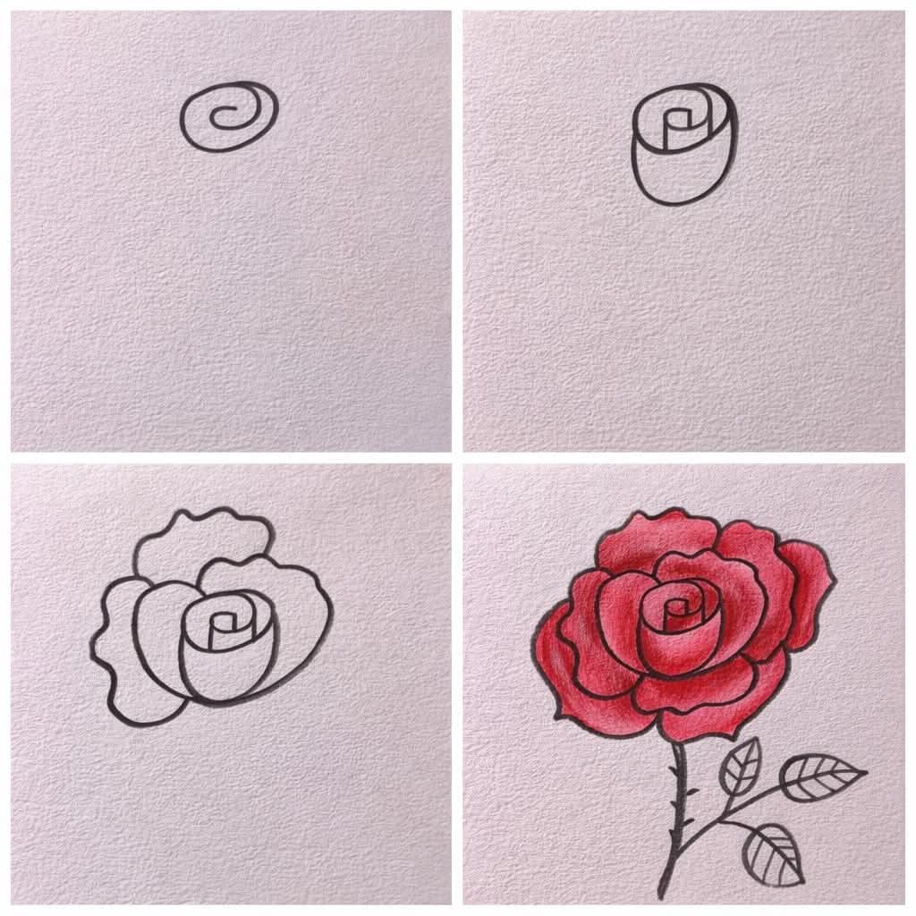 Rose Drawing