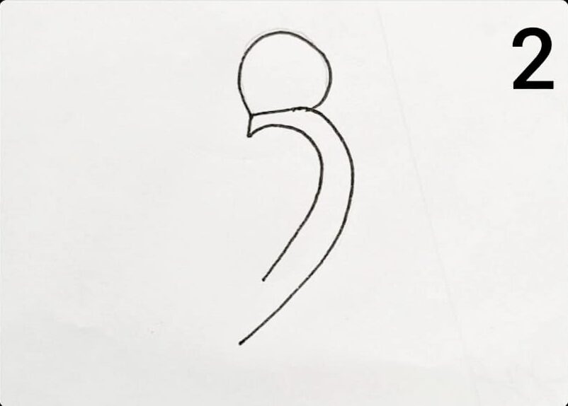 Easy parrot drawing step by step for beginners