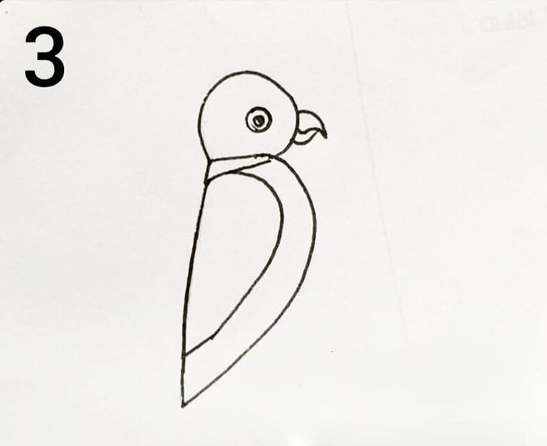 Easy parrot drawing step by step for beginners