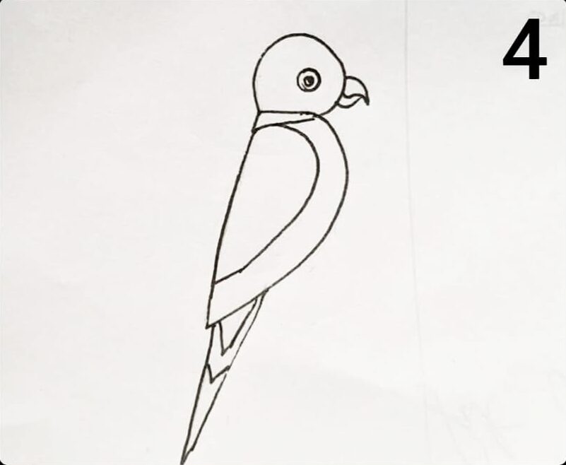 Easy parrot drawing step by step for beginners