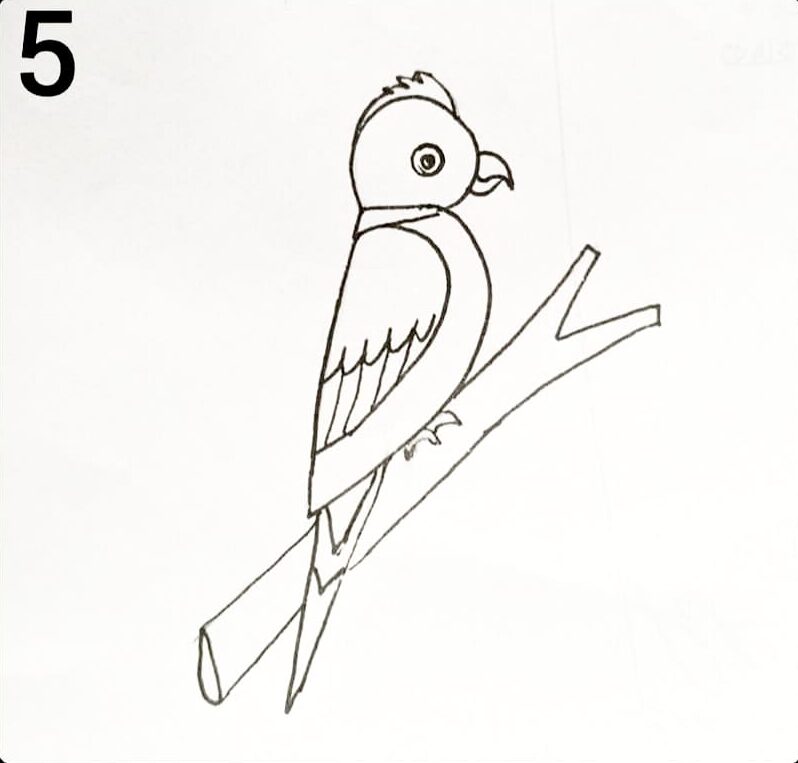Easy parrot drawing step by step for beginners