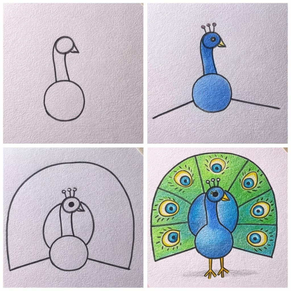 Easy Peacock Drawing Step by Step