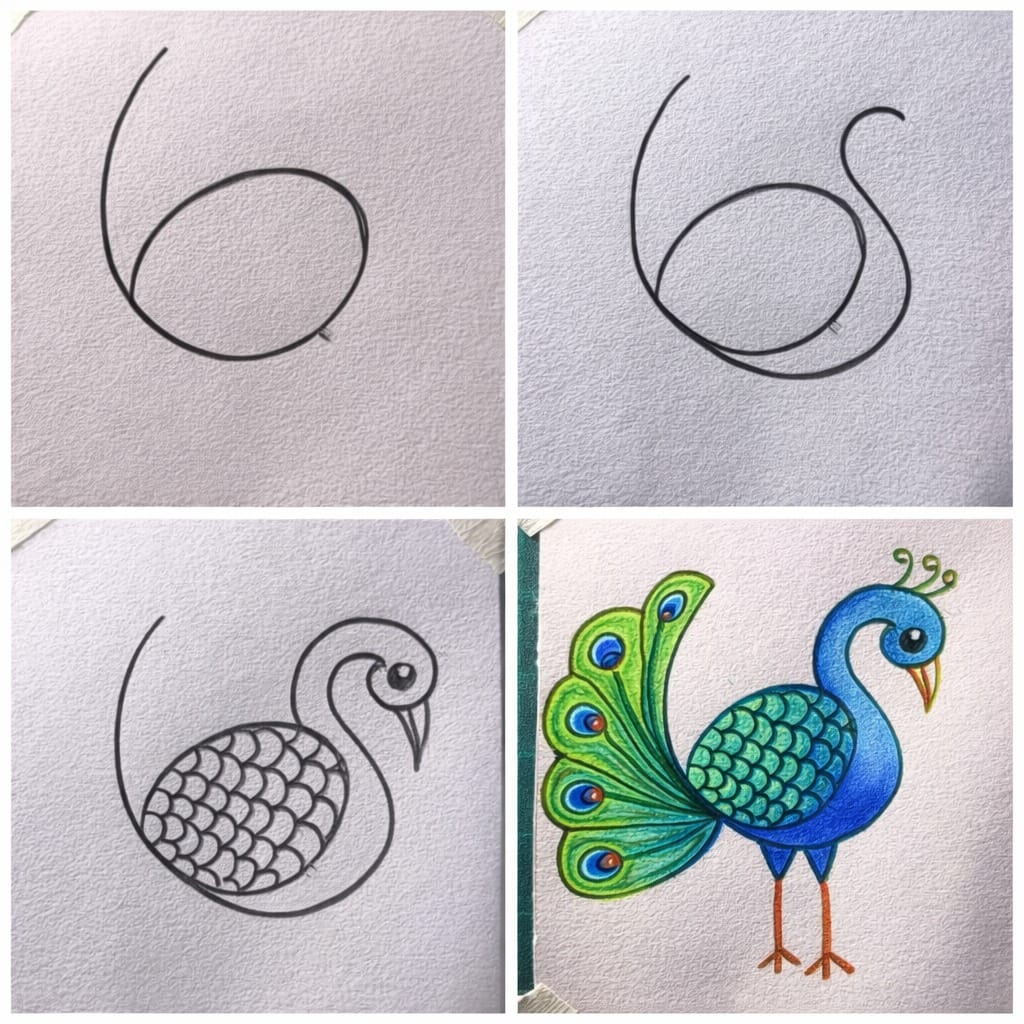 Easy Peacock Drawing Step by Step