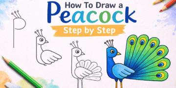 How to Draw a Peacock Step by step Tutorial