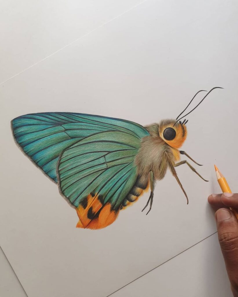 Butterfly pencil drawing