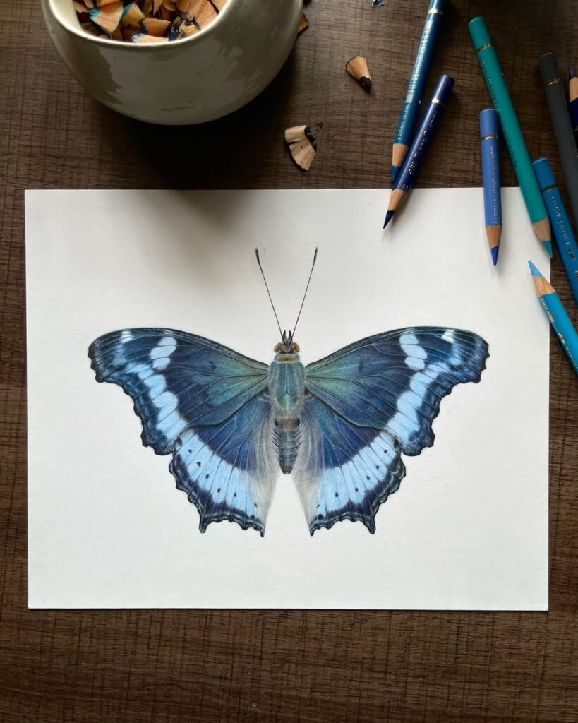 Butterfly pencil drawing