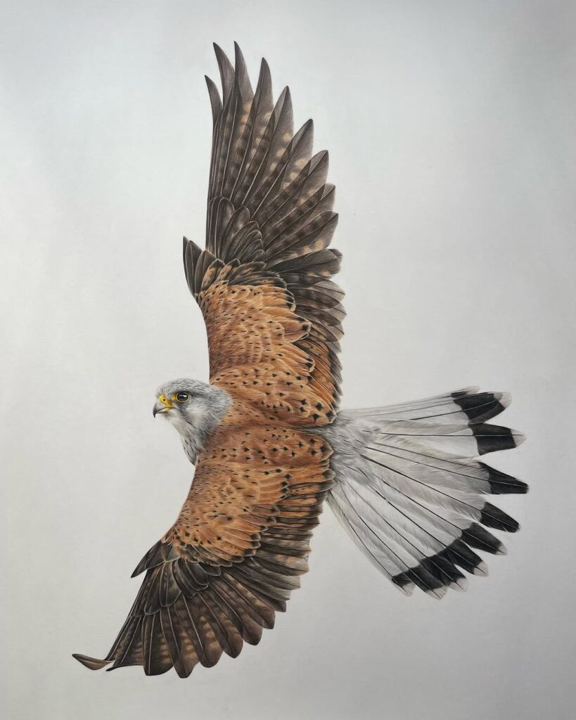 Hyper realistic wildlife drawings