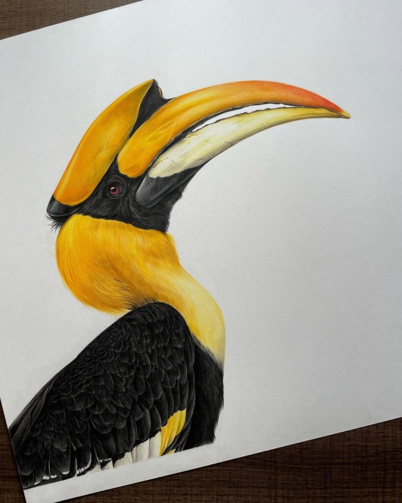 Hyper realistic wildlife drawings