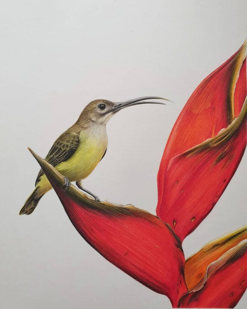 Hyper realistic wildlife drawings