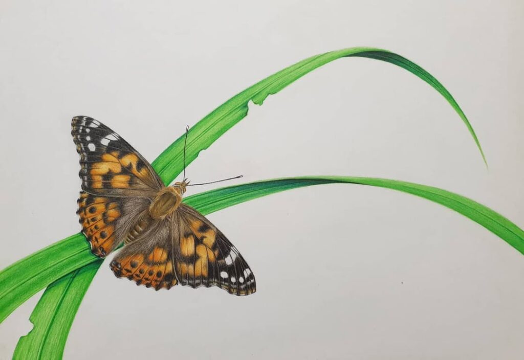 Butterfly pencil drawing
