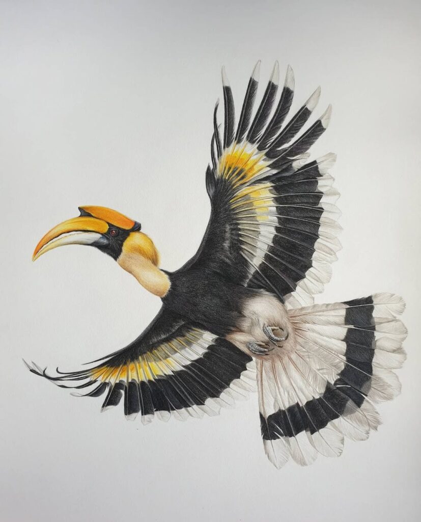 Hyper realistic wildlife drawings