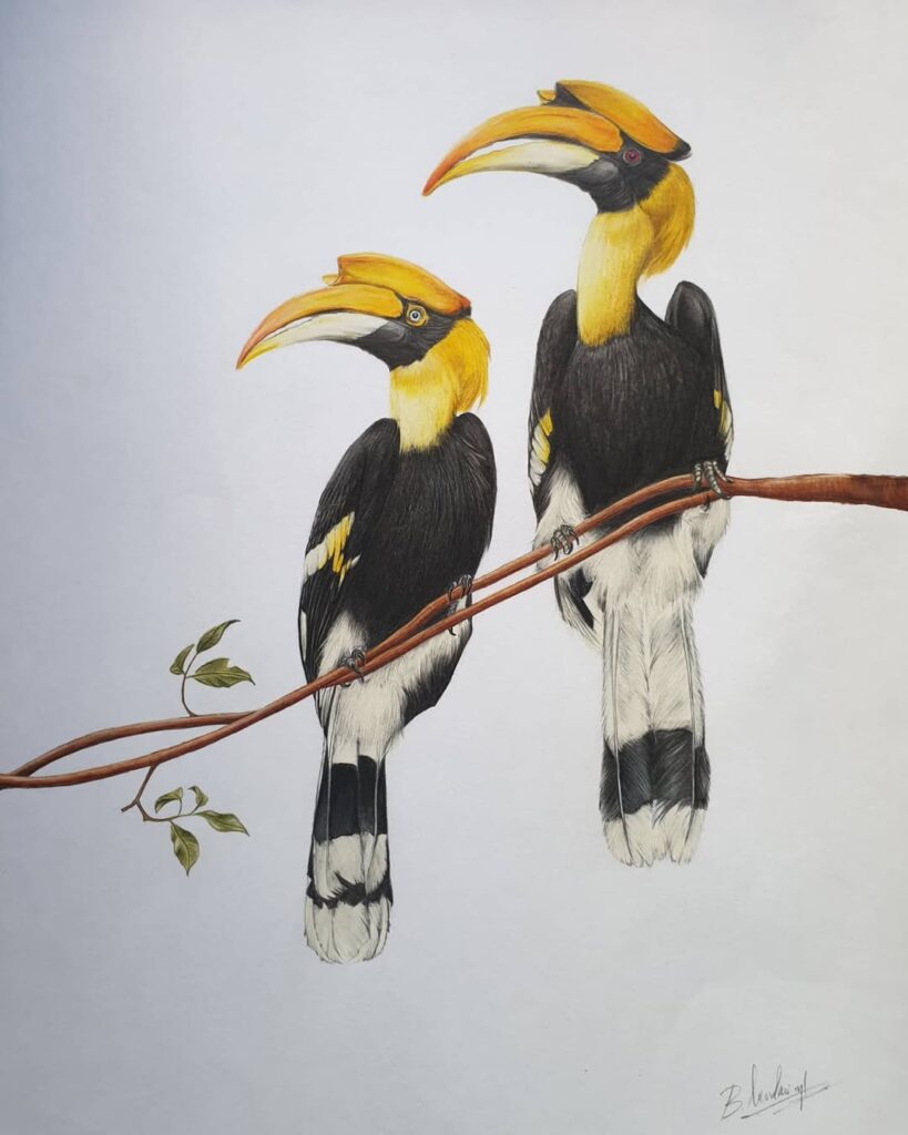 Hyper realistic wildlife drawings