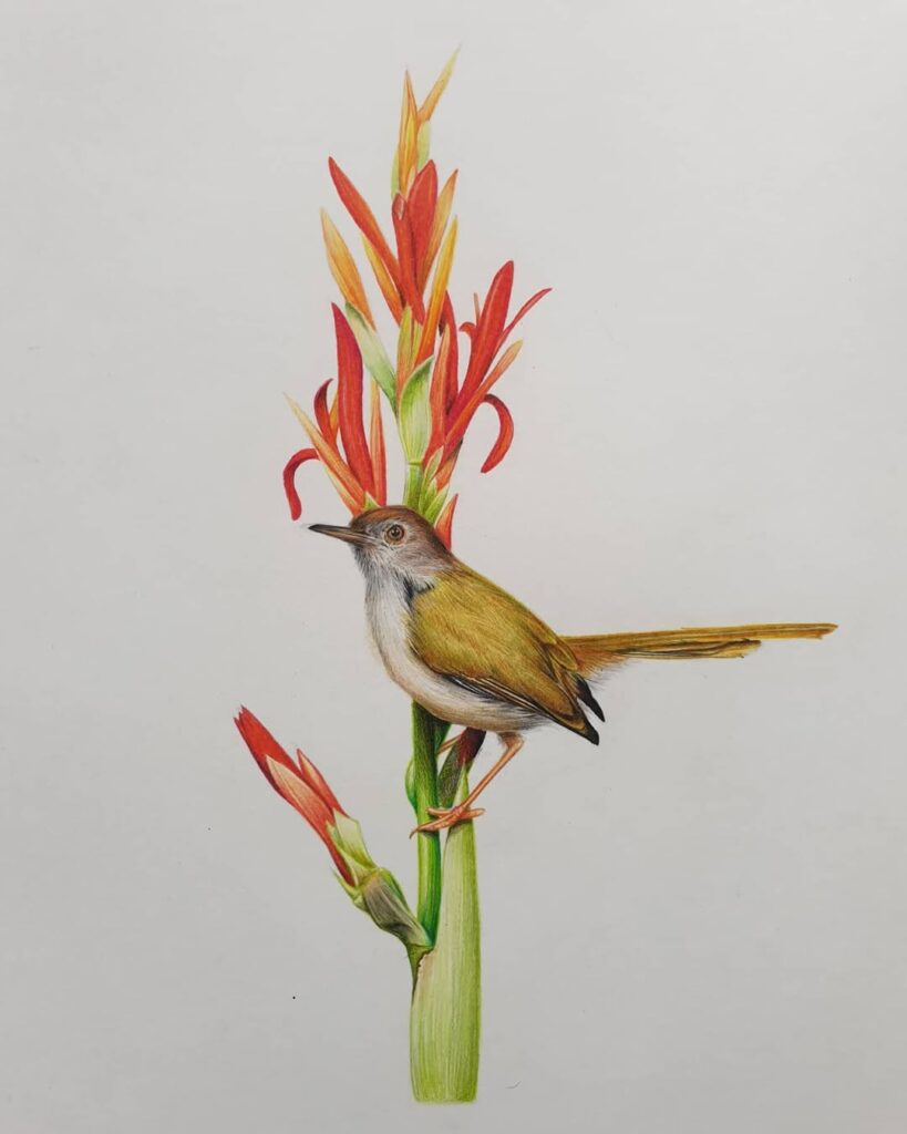 Hyper realistic wildlife drawings